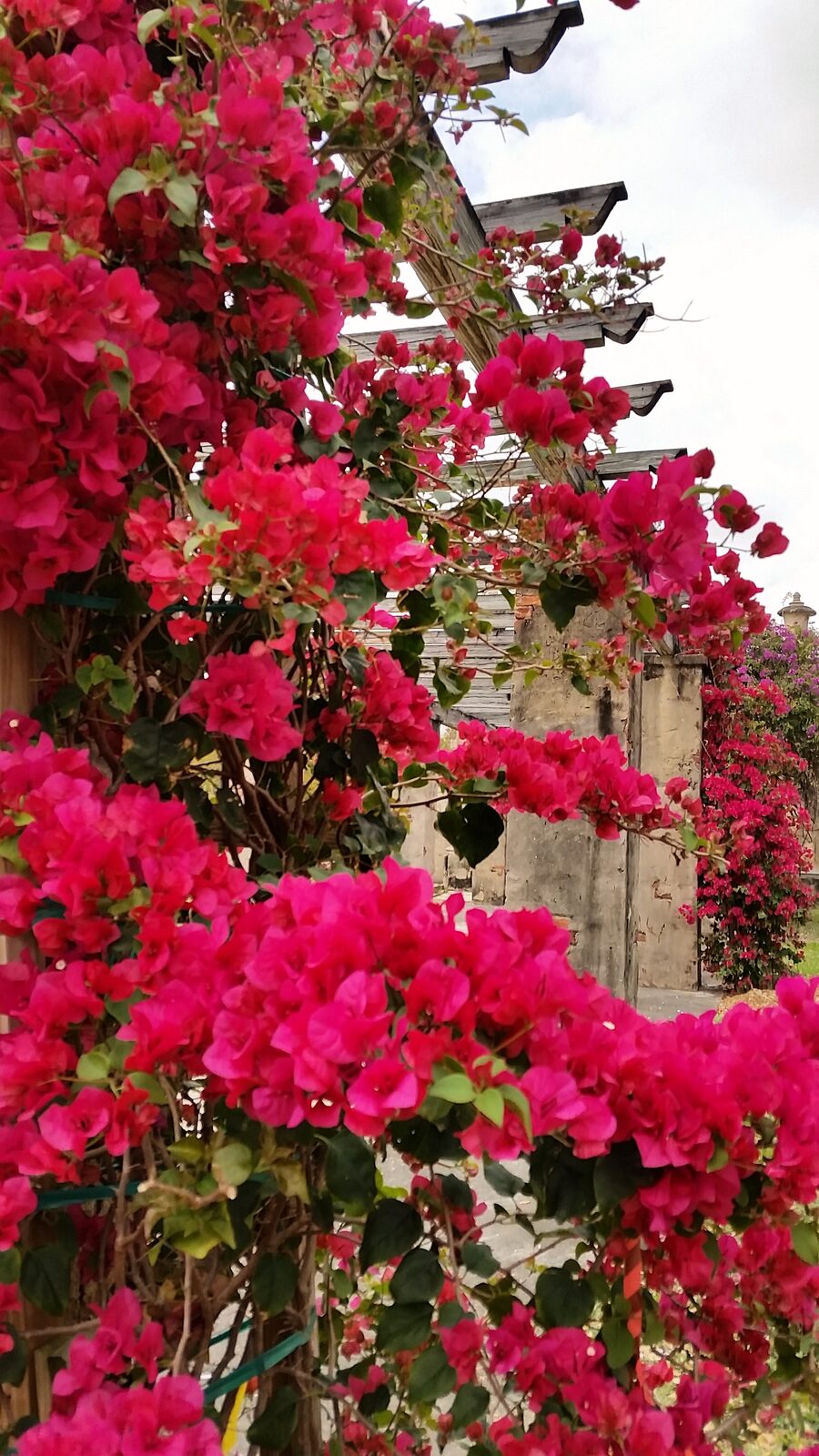 The Coral Gables Prado Entrance is another historic site that is a favorite for photographers and couples looking for a romantic setting for their engagement photos.