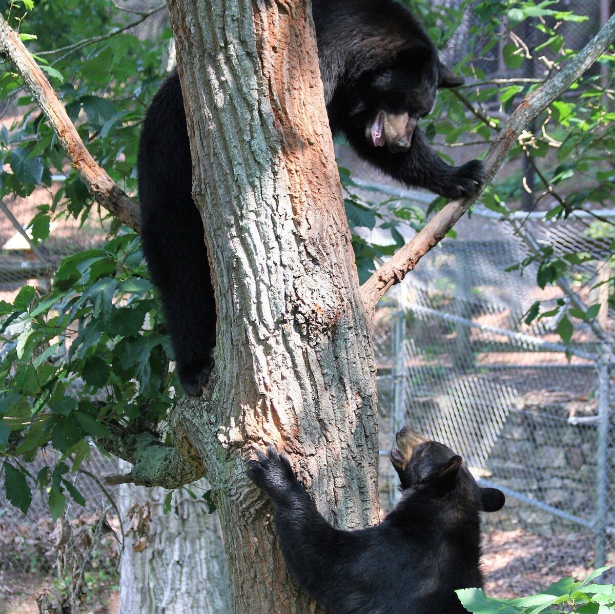 Asheville North Carolina Travel Guide - American Black Bears