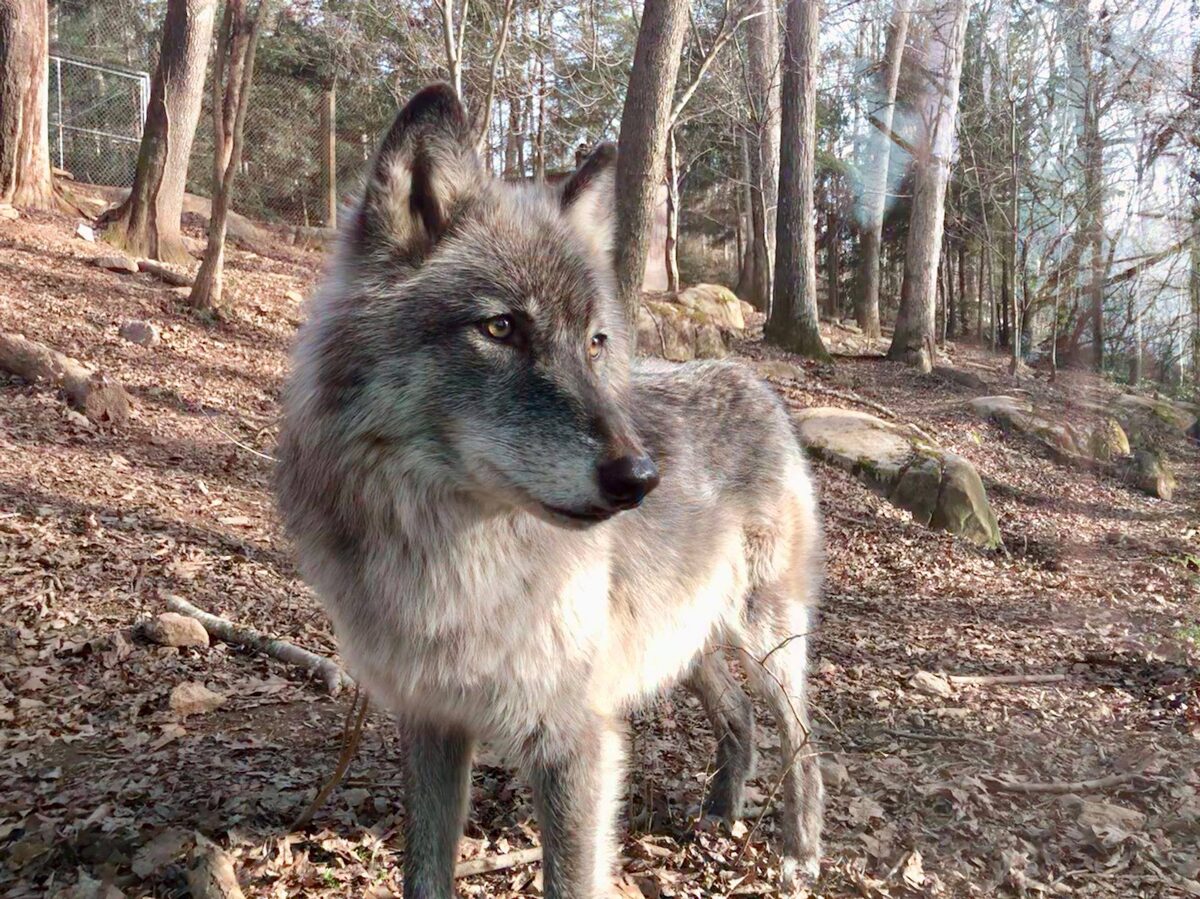 Asheville North Carolina Travel Guide - Gray Wolves Nature Center