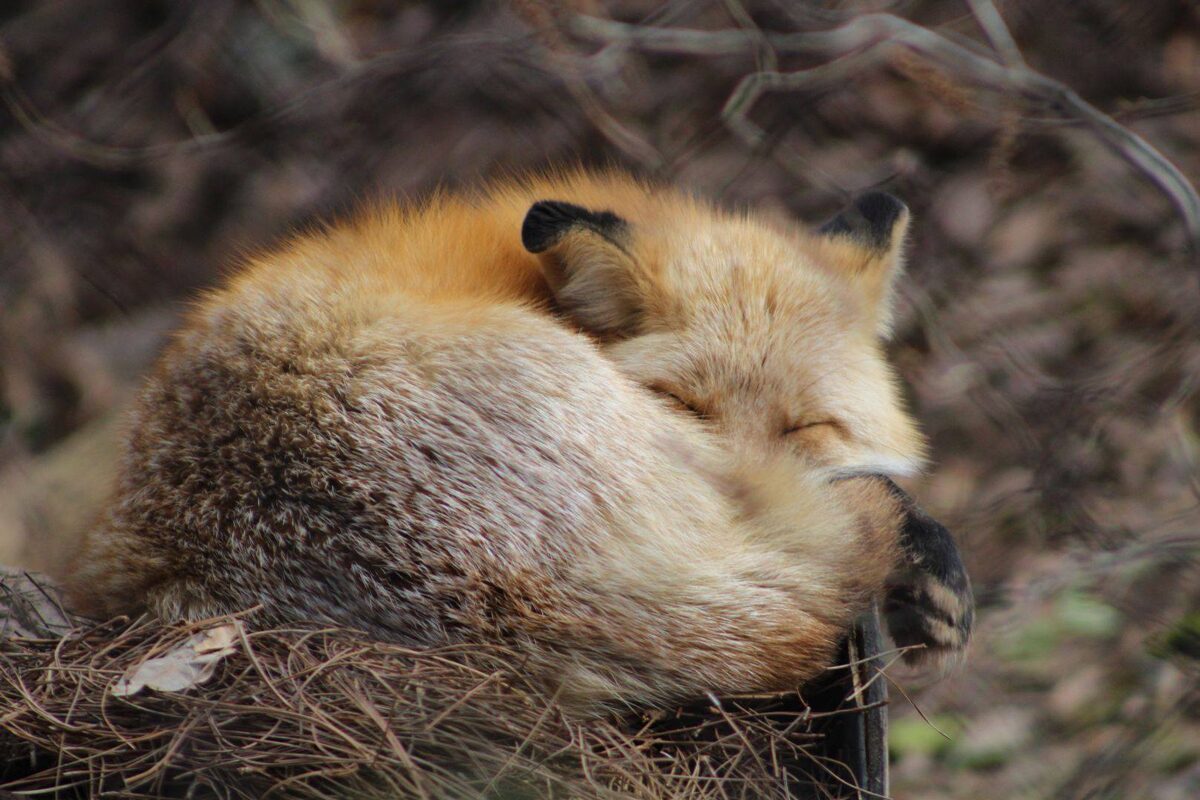 Asheville North Carolina Travel Guide - Nature Center Fox