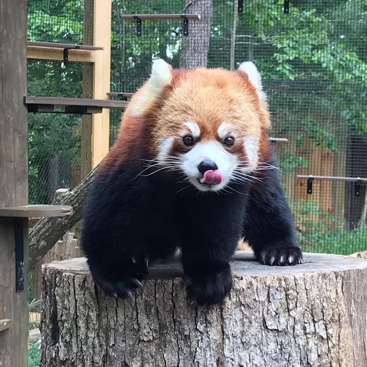 Asheville North Carolina Travel Guide - Nature Center Red Panda