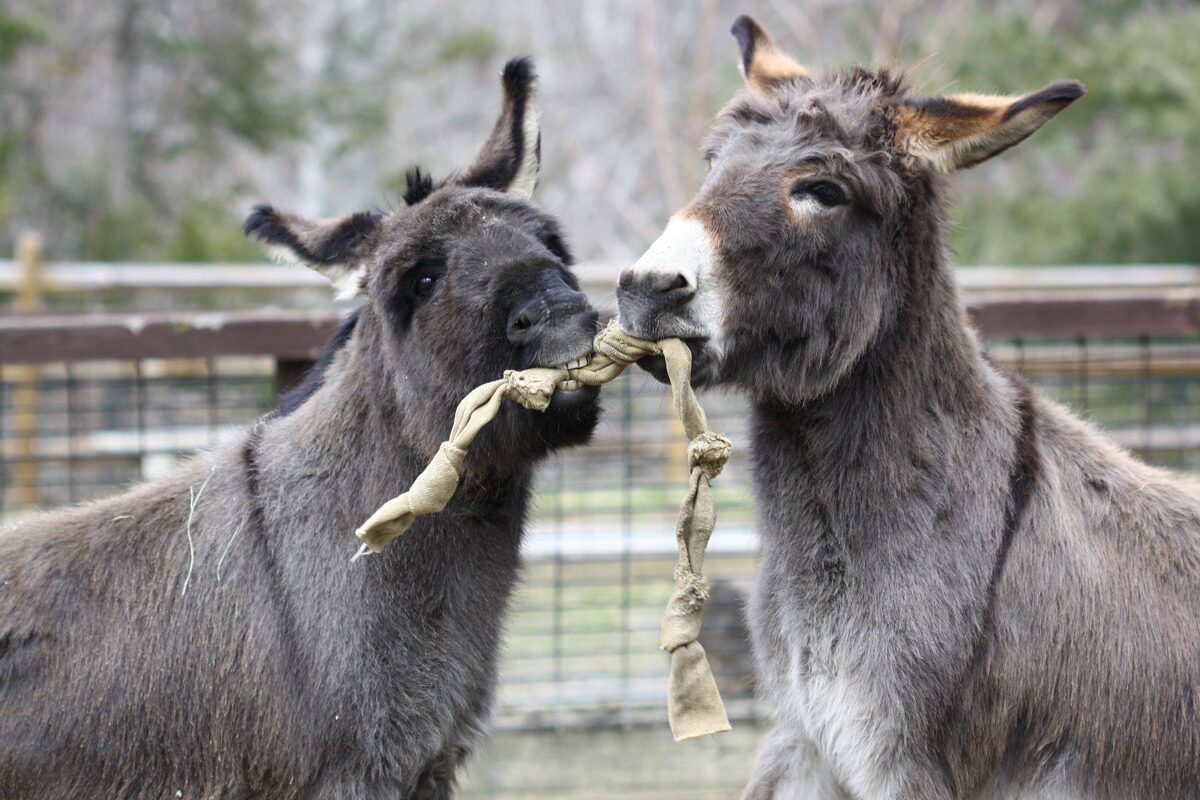 Asheville North Carolina Travel Guide - Nature Center Sicilian Donkeys