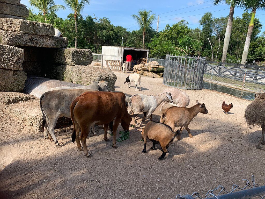 Robert Is Here Fruit Stand Petting Zoo, Lunch Spot, Sunflowers, and more in Homestead, Florida