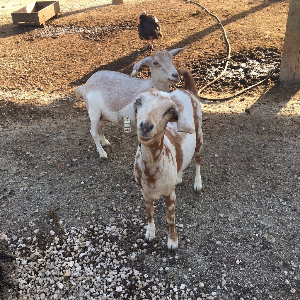 Robert Is Here Fruit Stand Petting Zoo, Lunch Spot, Sunflowers, and more in Homestead, Florida