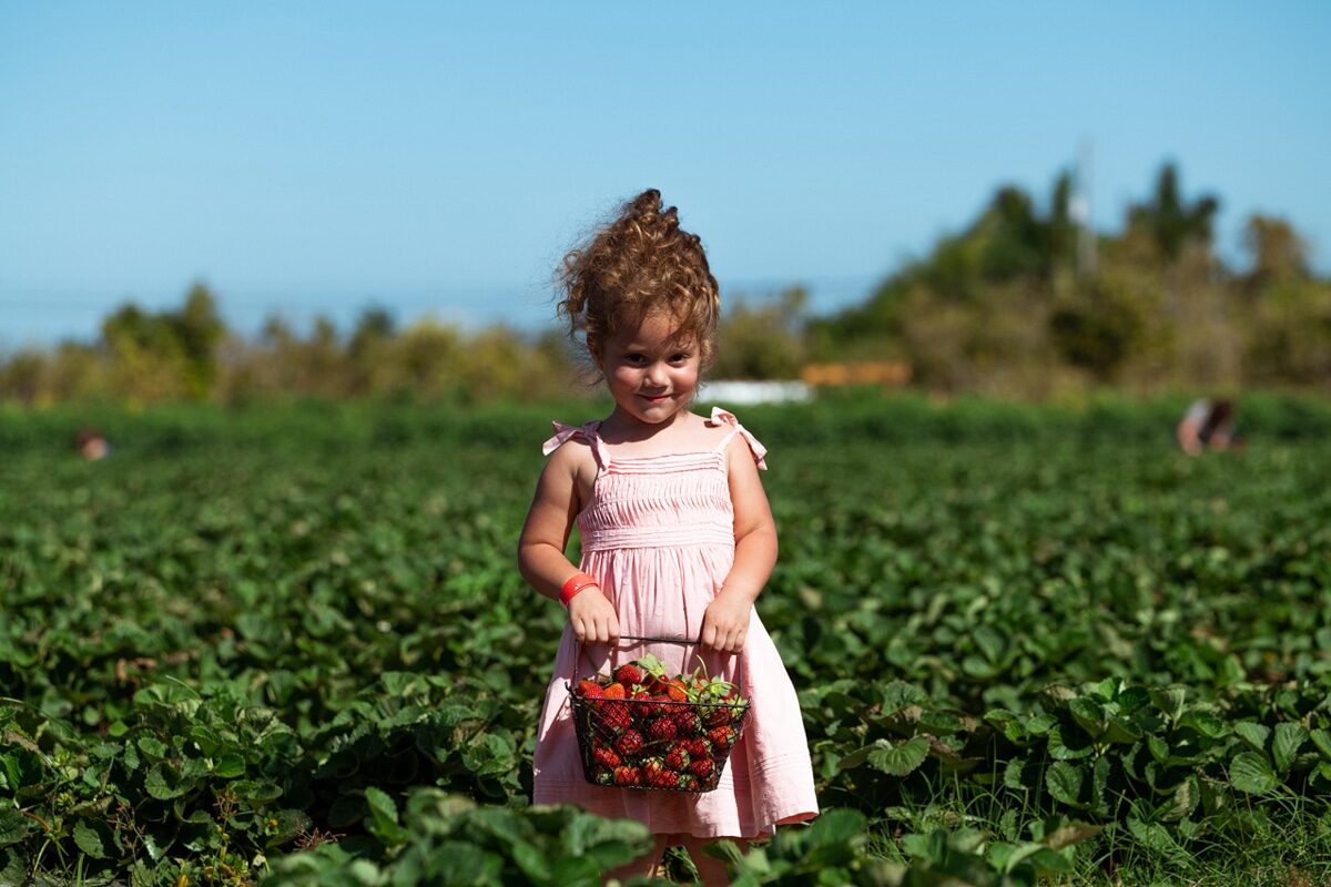 Strawberry Picking in Homestead at The Berry Farms